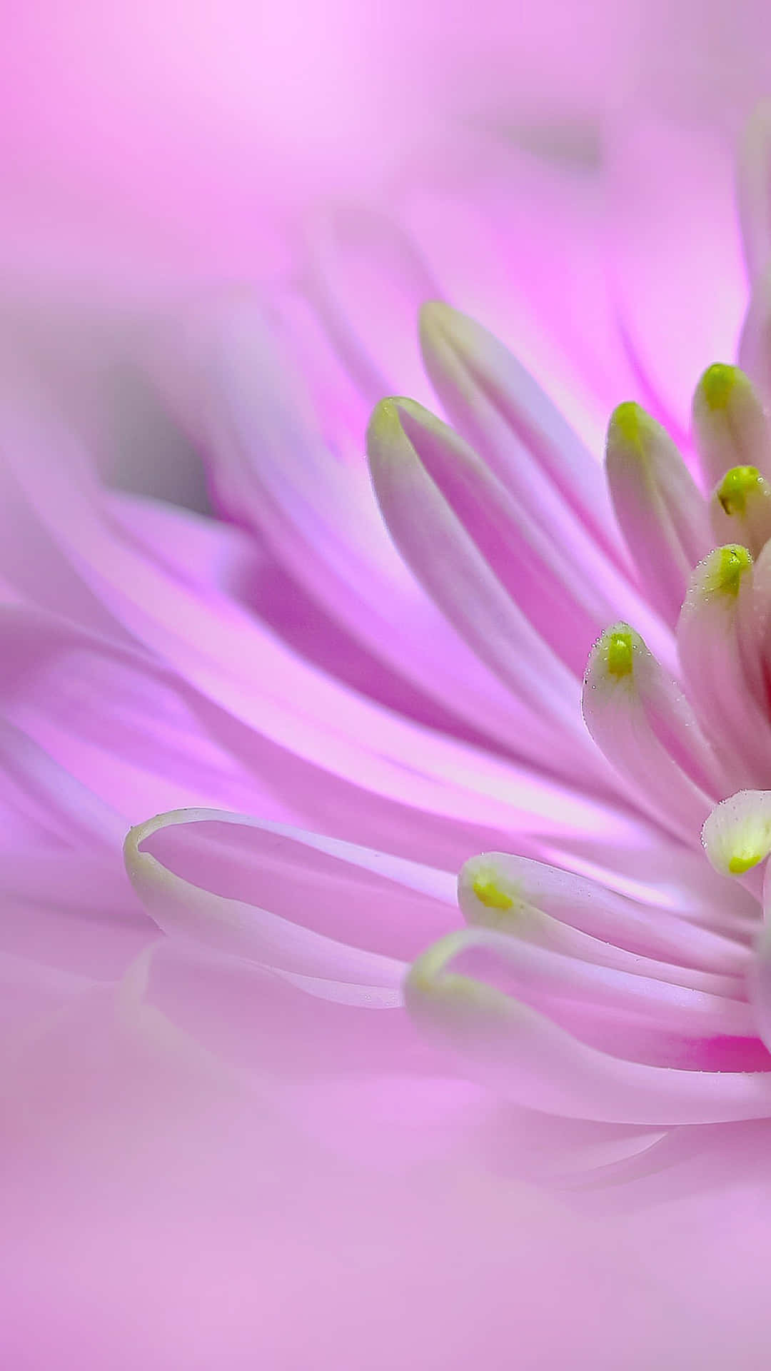 Captivating Pink Flowered Background