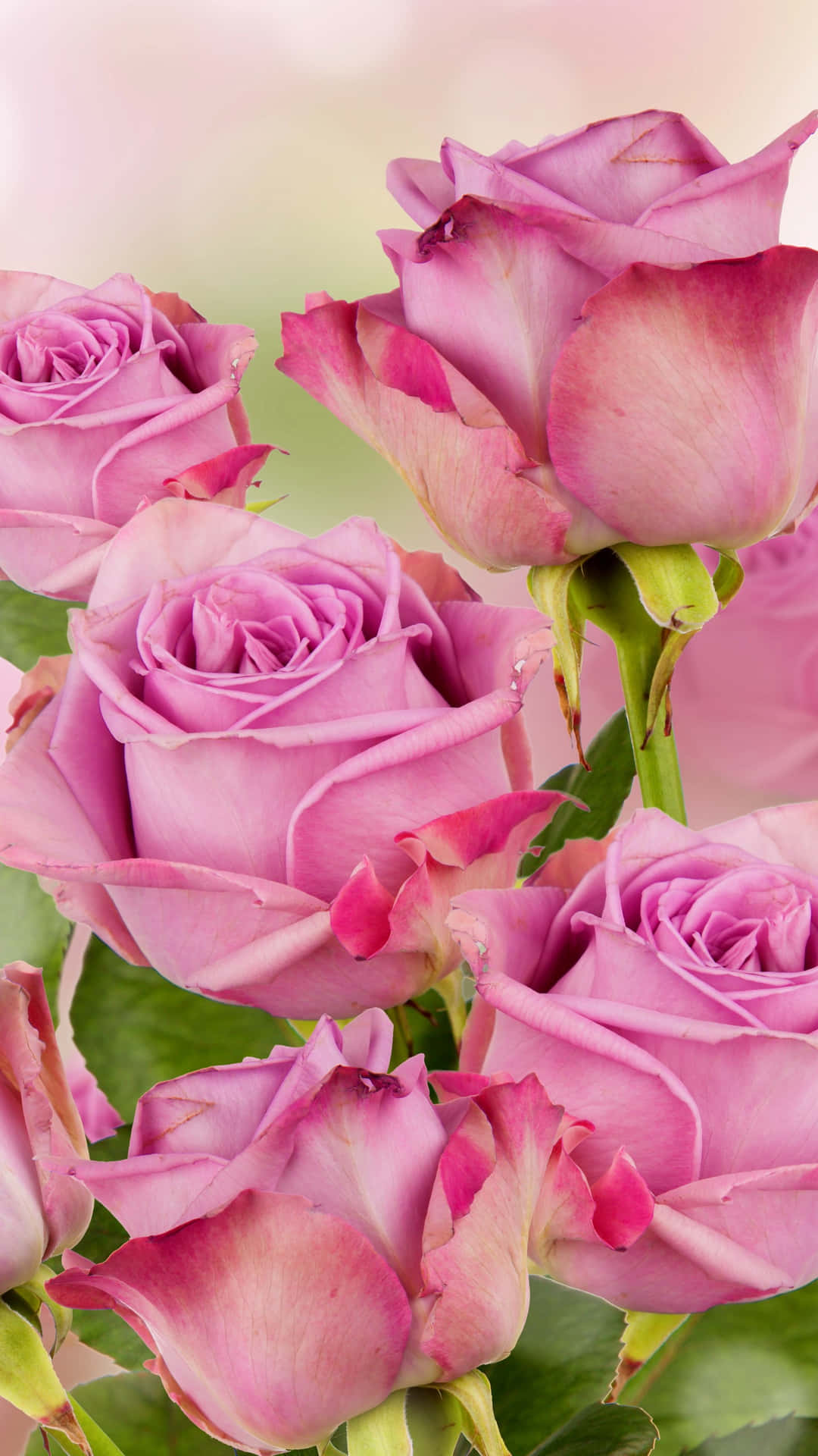 Captivating Pink Rose Background