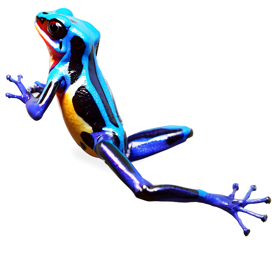 Captivating Poison Dart Frog Png 06132024 PNG