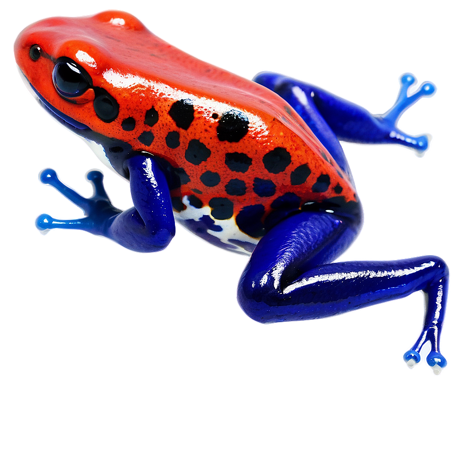 Captivating Poison Dart Frog Png Ree1 PNG