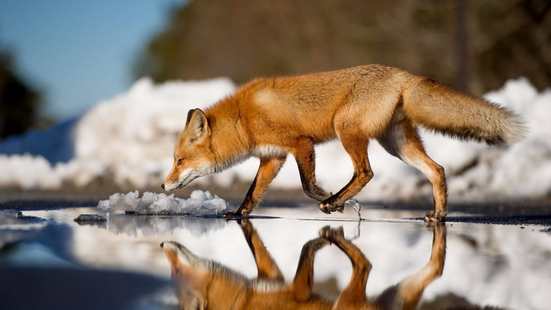Captivating Pose Of A Red Fox In Wild Wallpaper