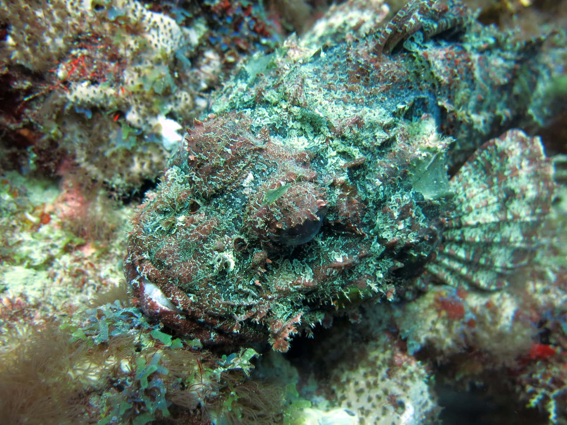 Poisson Scorpion Captivant Camouflé Sur Une Roche Fond d'écran