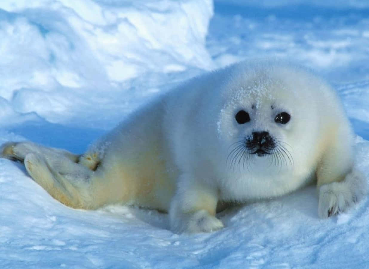 Captivating Seal On Iceberg Wallpaper