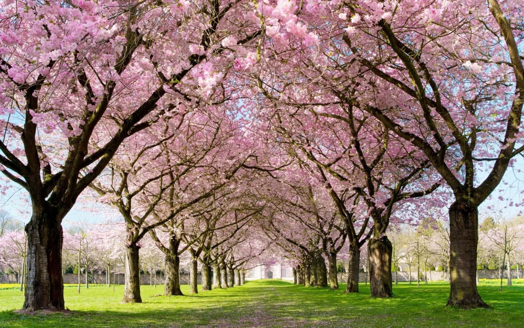 Captivating Spring Park Wallpaper — A serene pathway lined with blooming cherry trees creates a pink canopy over a vibrant green lawn under a clear blue sky.