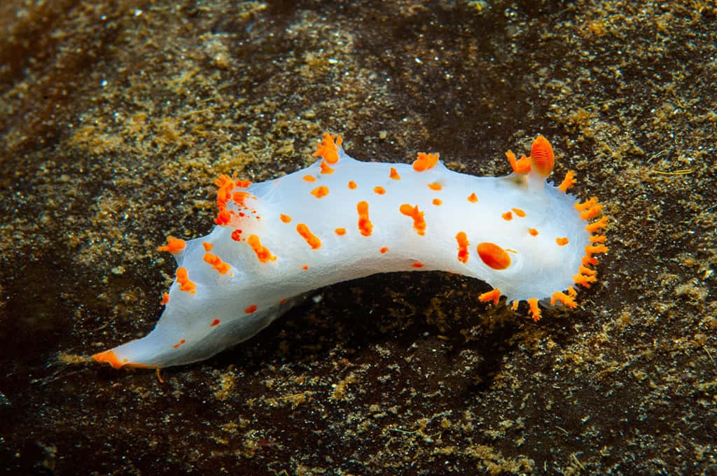 Captivating Underwater Beauty: A Vibrant Nudibranch Wallpaper