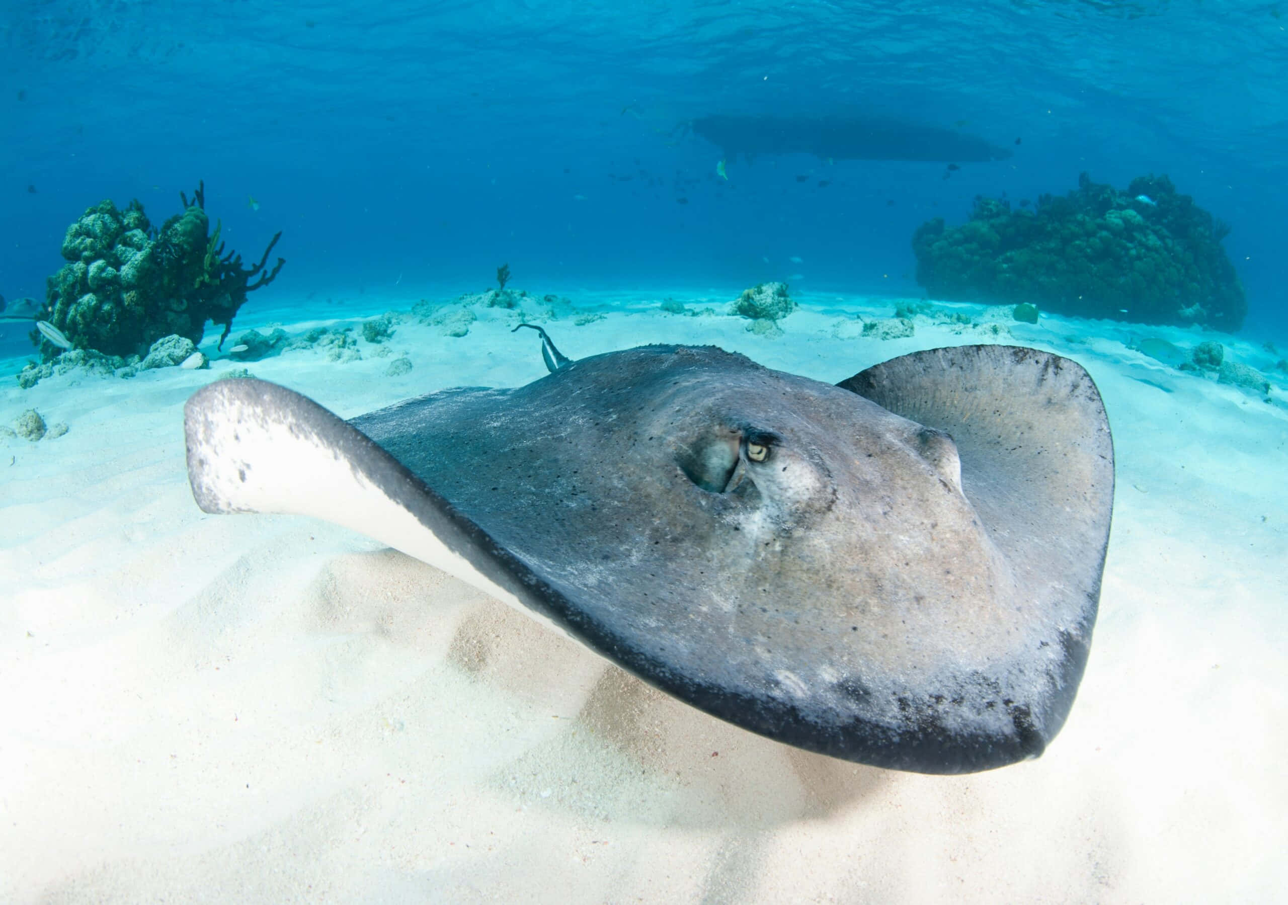 Captivating Underwater Scene With A Tranquil Stingray Wallpaper