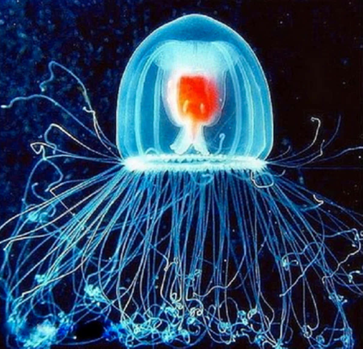 Captivating Underwater Snapshot Of A Jellyfish
