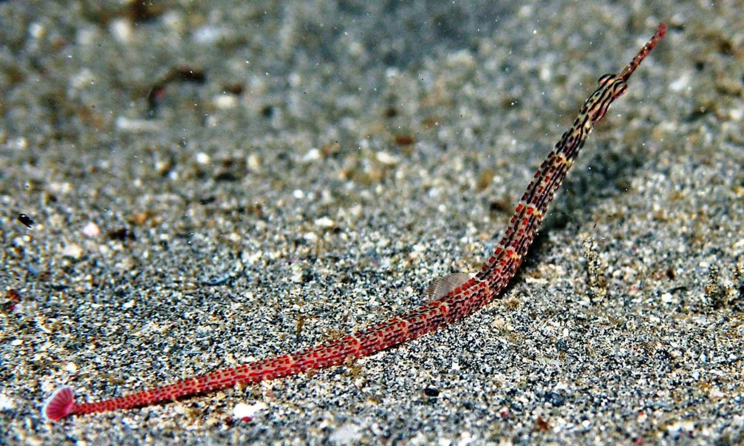 Captivating Underwater View Of A Vibrant Pipefish Wallpaper