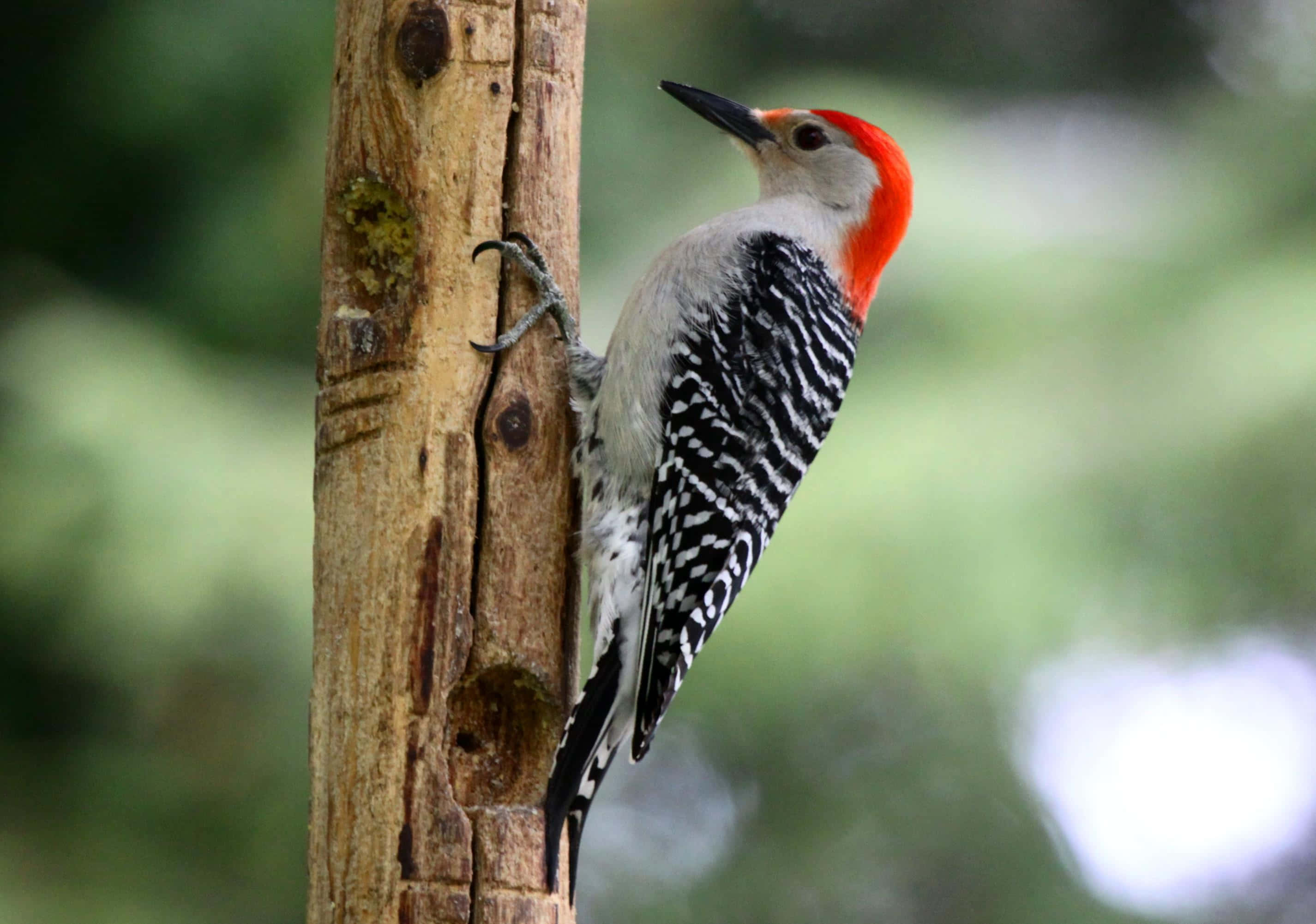 Captivating Woodpecker In Wilderness Wallpaper