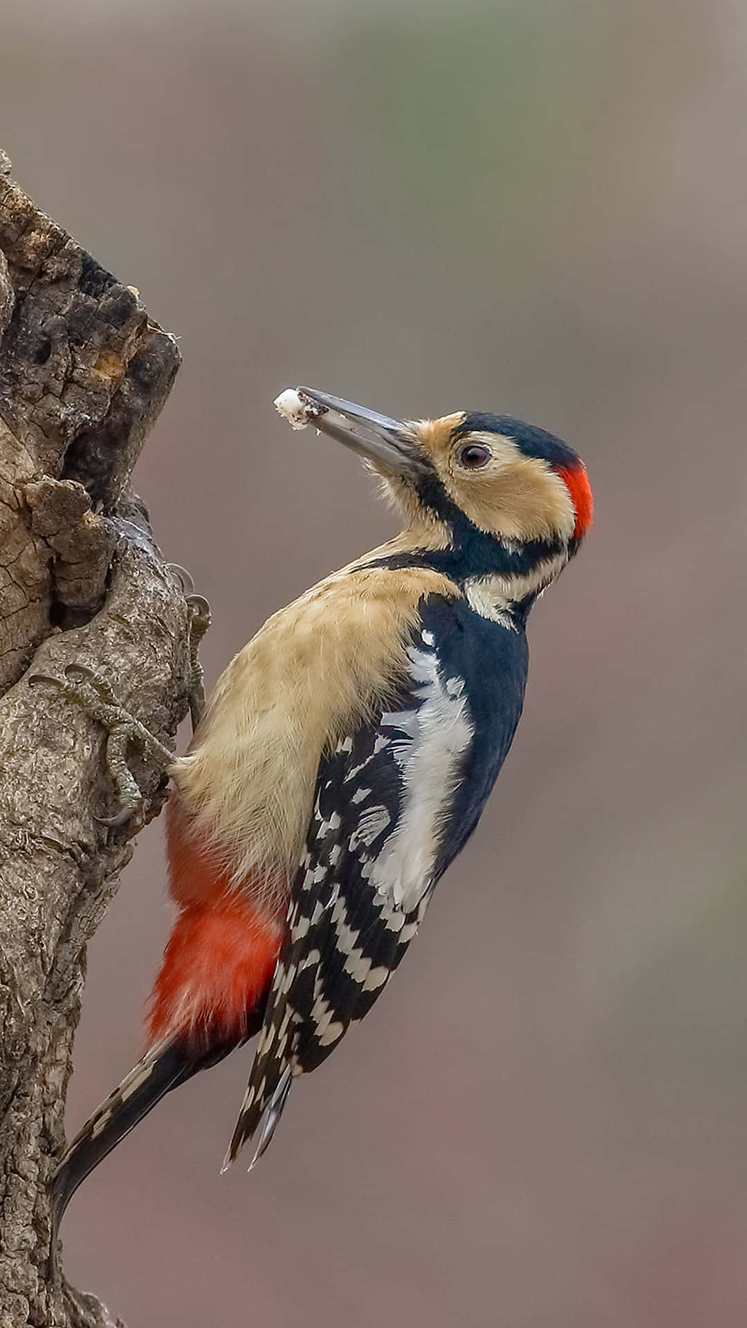 Captivating Woodpecker On A Tree Wallpaper