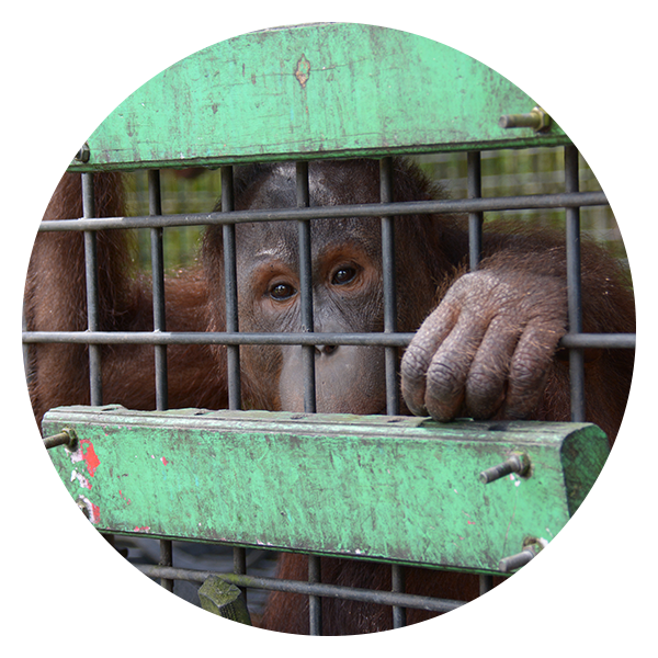 Captive Orangutan Behind Bars PNG