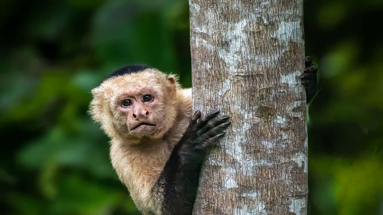 Capuchin Monkey Clinging To Tree Wallpaper