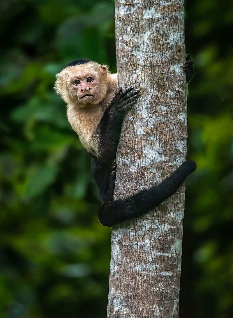 Capuchin Monkey Clingingto Tree Wallpaper