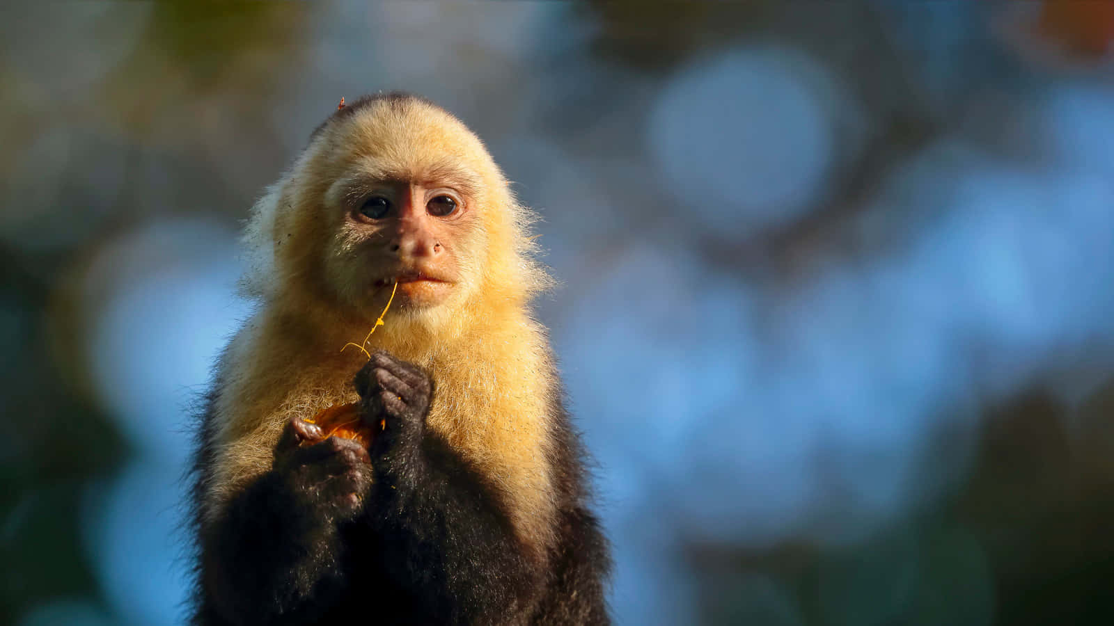 Capuchin Monkey Contemplation Wallpaper