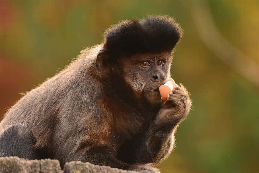 Capuchin Monkey Eating Fruit Wallpaper