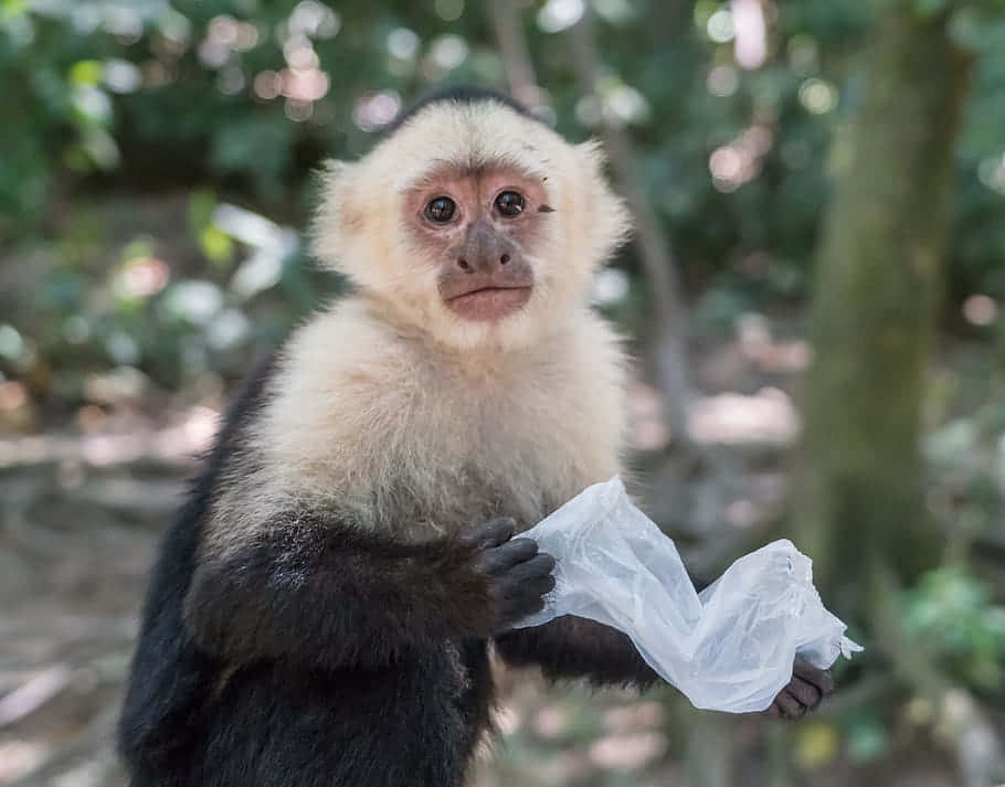 Capuchin Monkey Holding Plastic Wallpaper