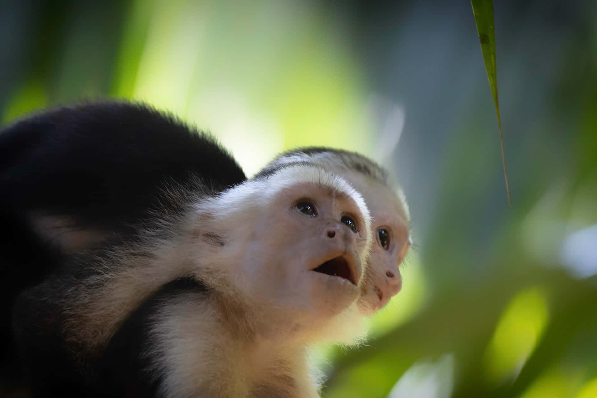 Capuchin Monkey Infant Looking Upward Wallpaper