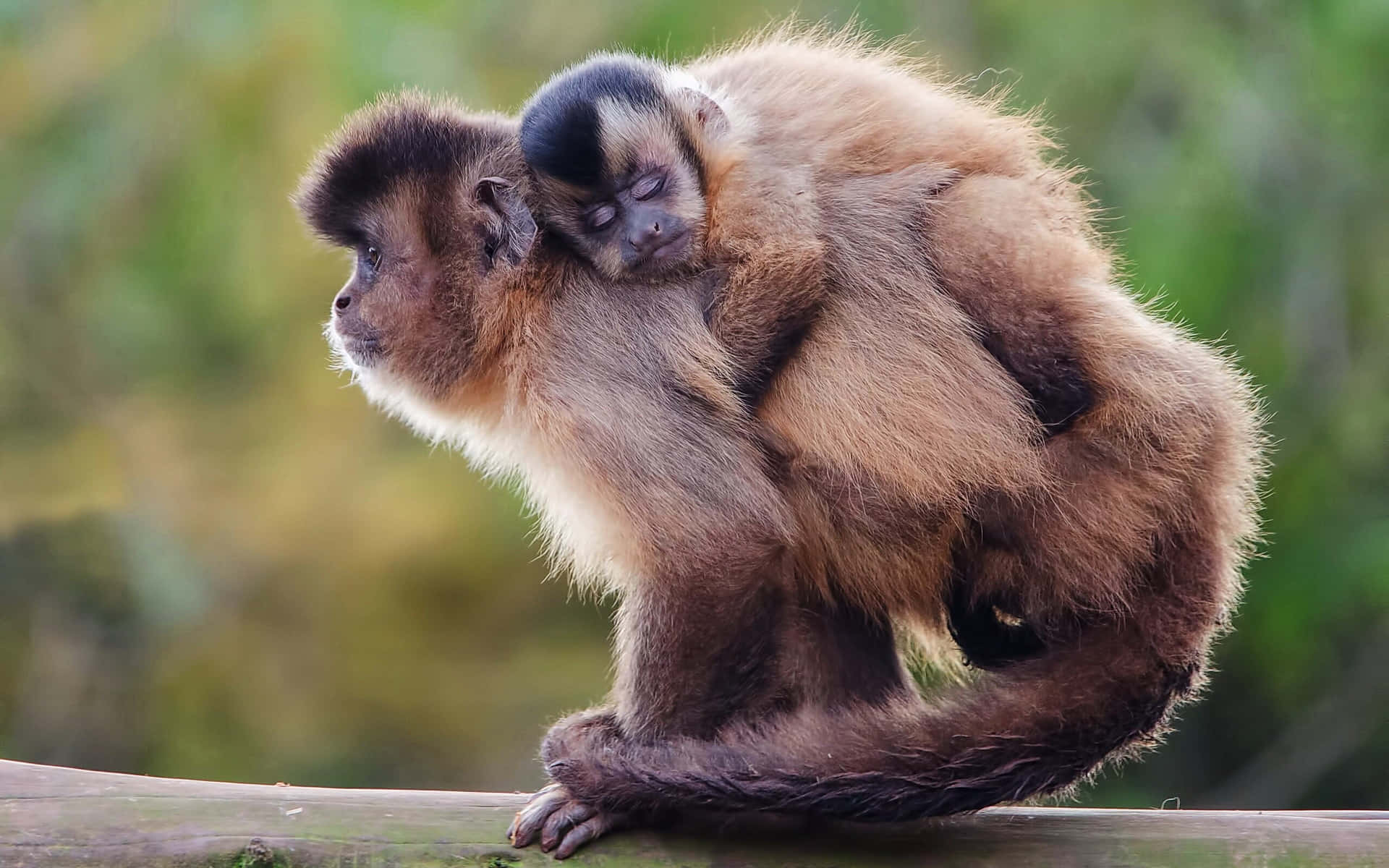 Capuchin Monkey Motherand Baby Wallpaper