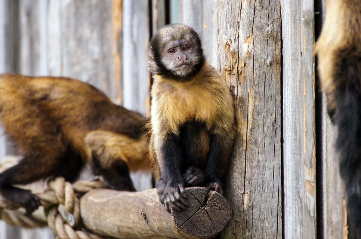 Capuchin_ Monkey_ Perched_ Wooden_ Structure.jpg Wallpaper