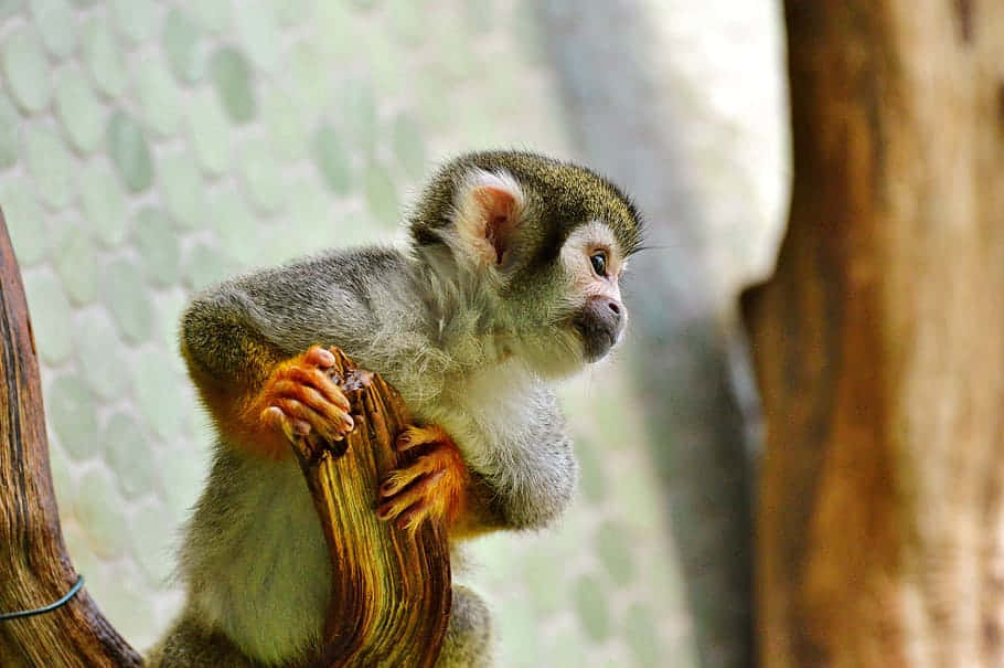 Capuchin Monkey Perchedon Branch Wallpaper