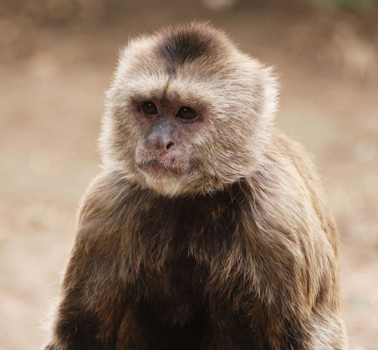 Capuchin Monkey Portrait Wallpaper