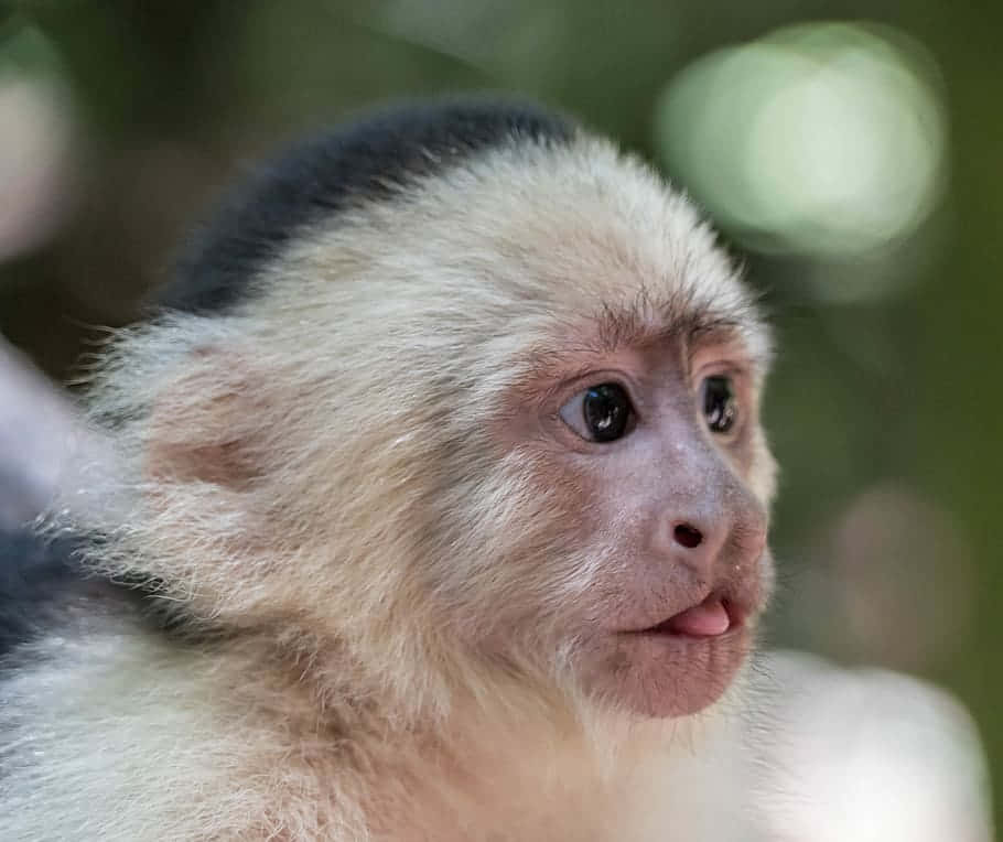 Capuchin Monkey Portrait Wallpaper