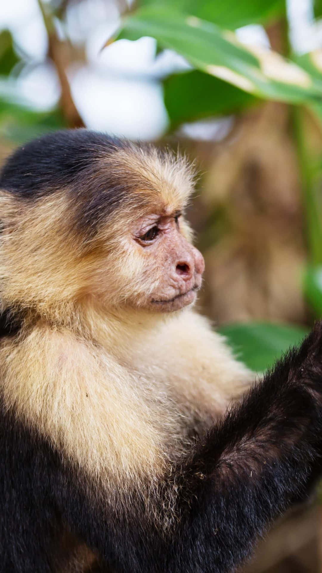 Capuchin Monkey Profile Portrait Wallpaper