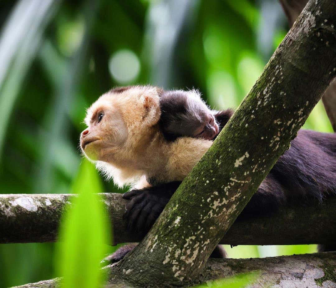 Capuchin Monkey Restingon Tree Branch Wallpaper