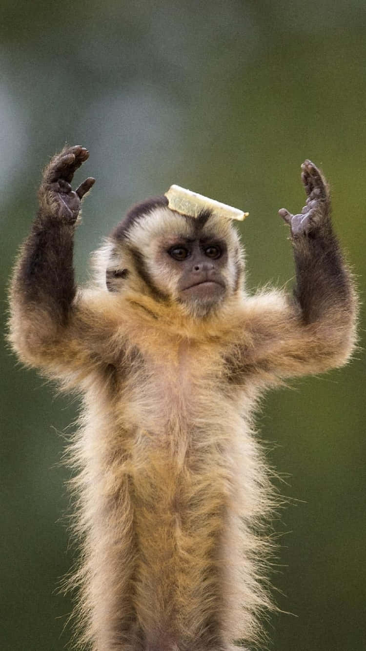 Capuchin Monkey With Chip On Head Wallpaper