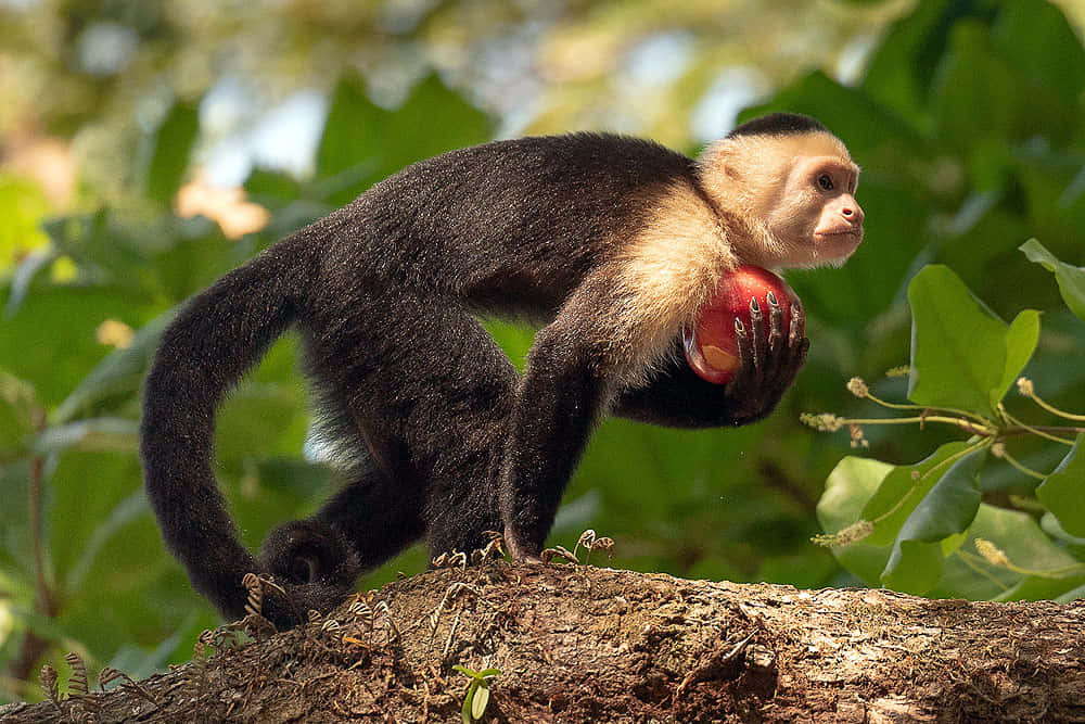 Capuchin Monkey With Fruit Wallpaper