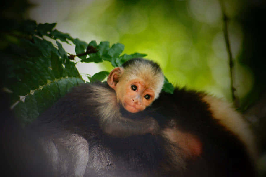 Capuchin Monkeyin Green Foliage Wallpaper