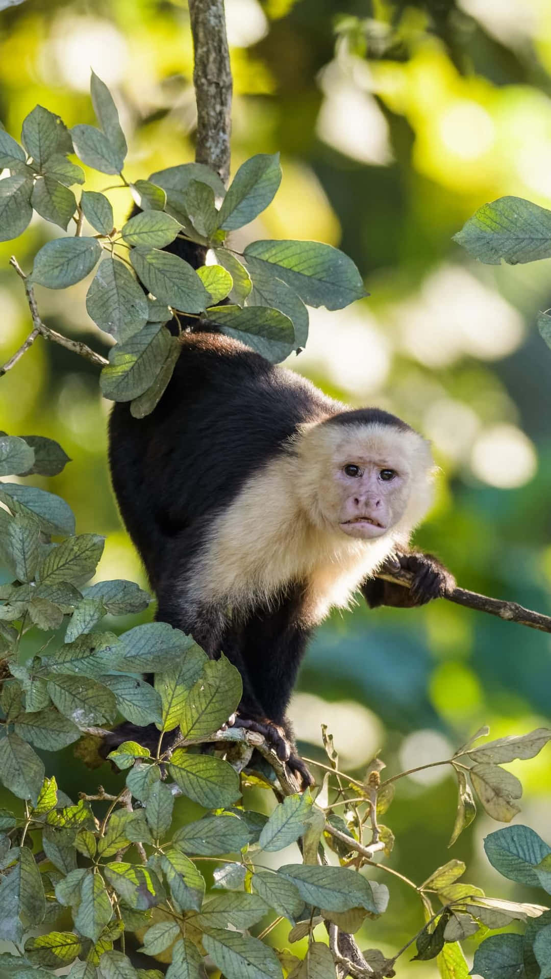 Capuchin Monkeyin Green Foliage Wallpaper