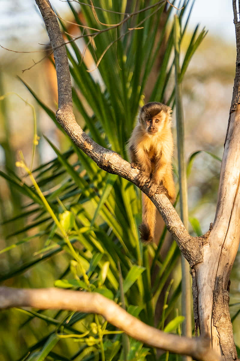 Capuchin Monkeyin Natural Habitat Wallpaper