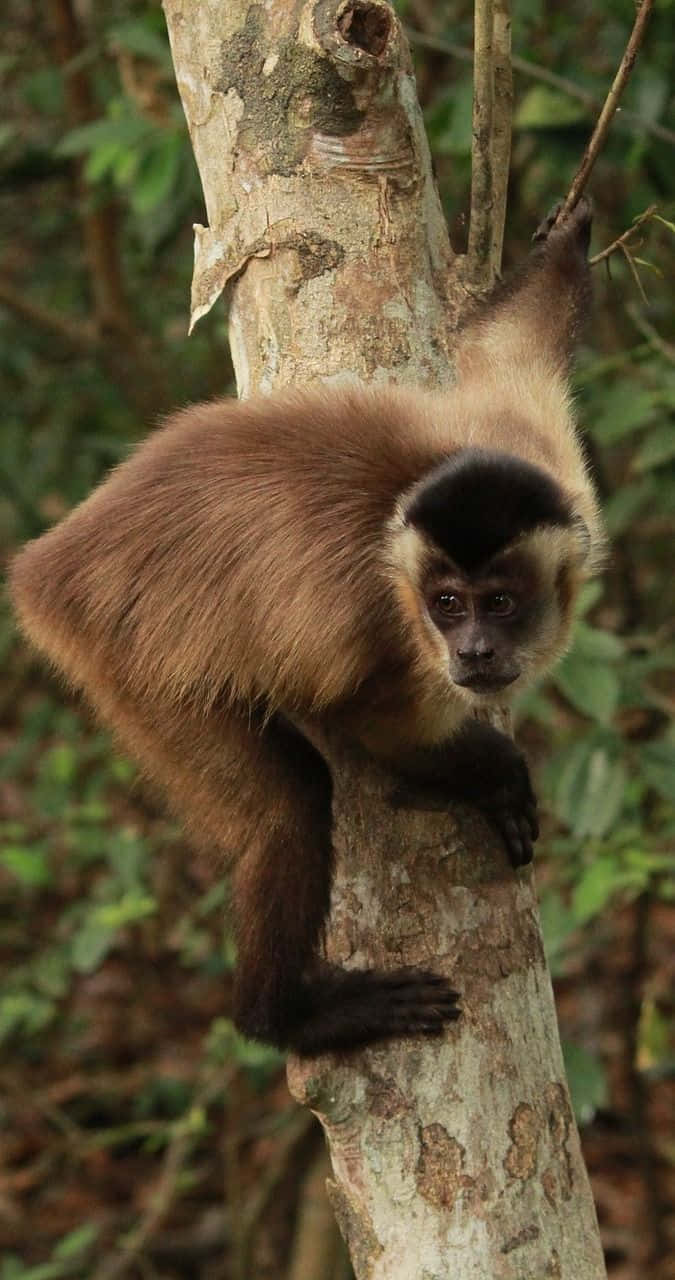 Capuchin Monkeyin Natural Habitat.jpg Wallpaper