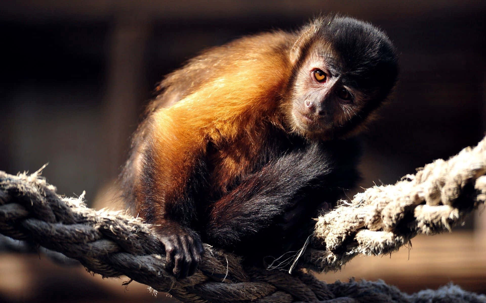 Capuchin Monkeyon Rope Wallpaper