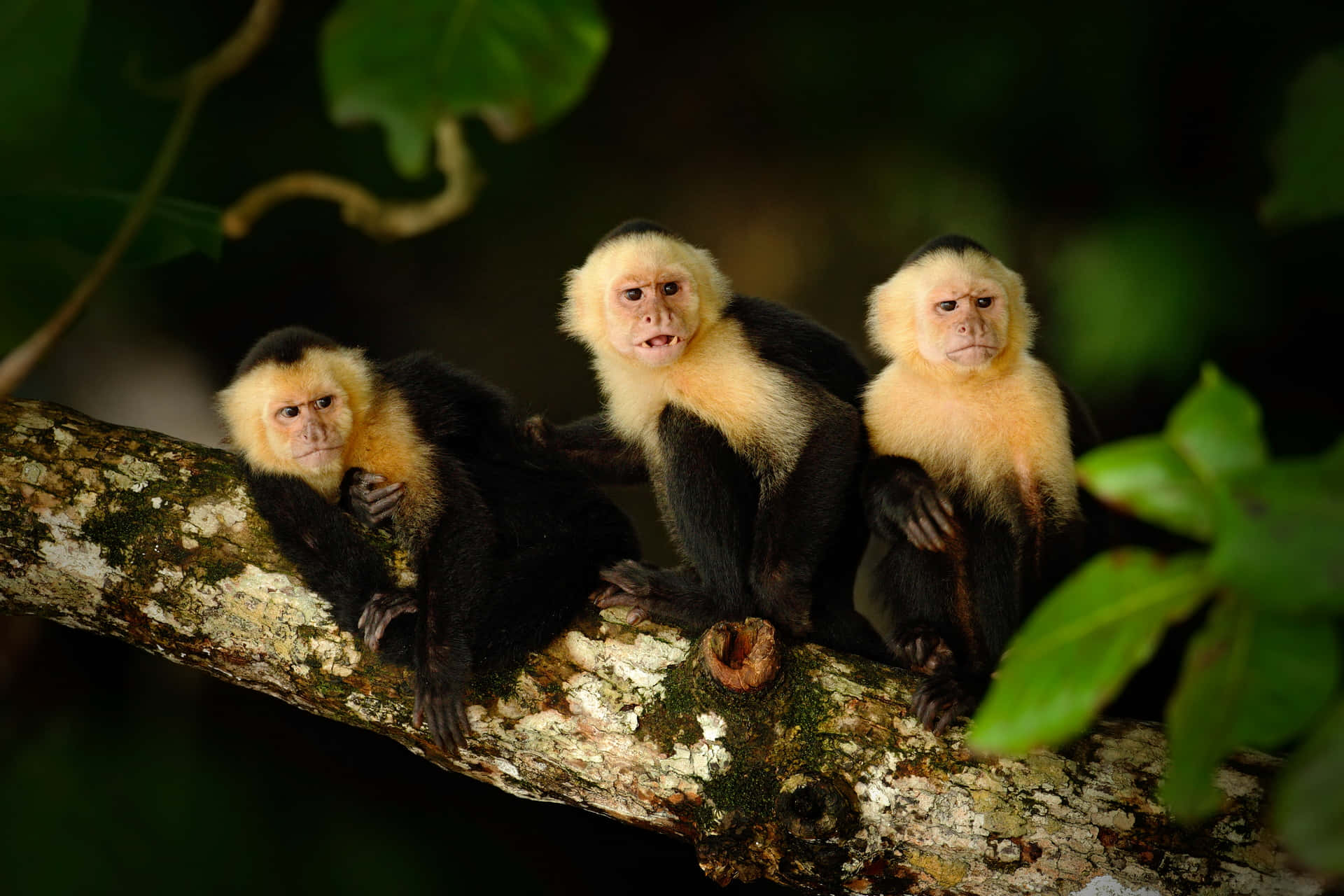 Capuchin_ Monkeys_ Perched_on_ Branch Wallpaper