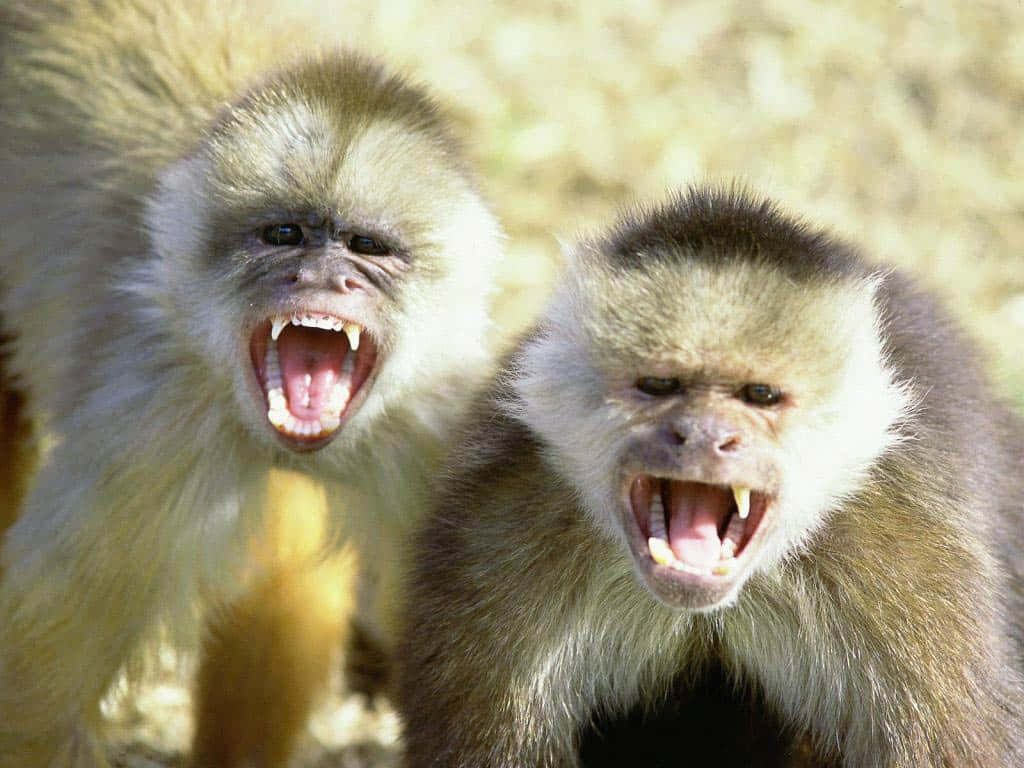 Capuchin_ Monkeys_ Showing_ Teeth Wallpaper