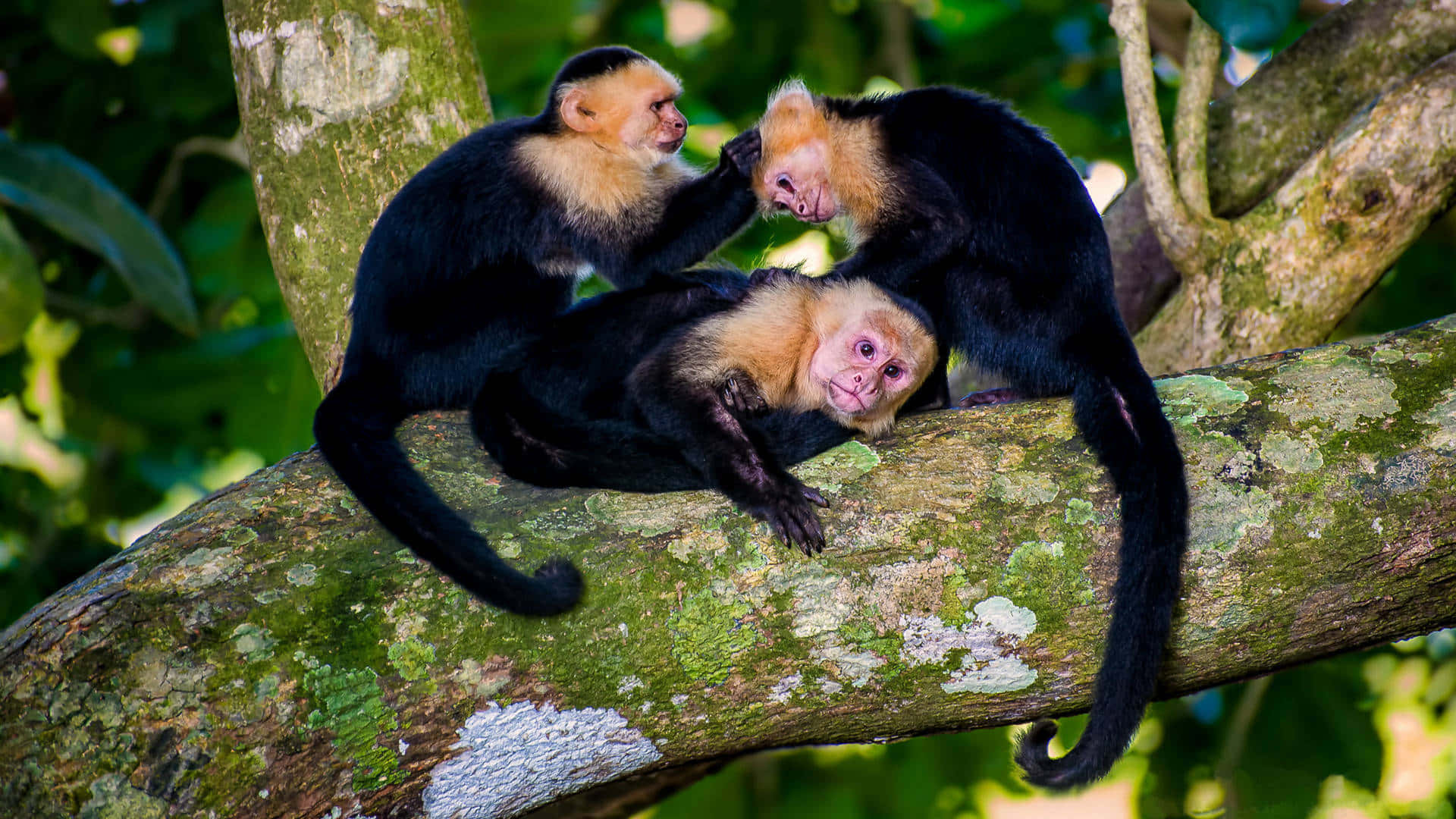 Capuchin Monkeys Socializingin Tree Wallpaper