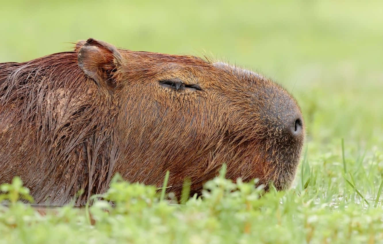Sødcapybara Viser Stolt Sit Karakteristiske Smil.