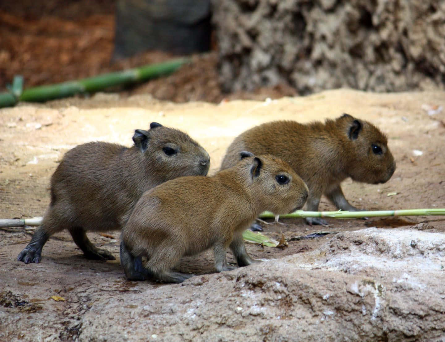 Unacapybara Che Si Sdraia All'ombra Di Una Palma