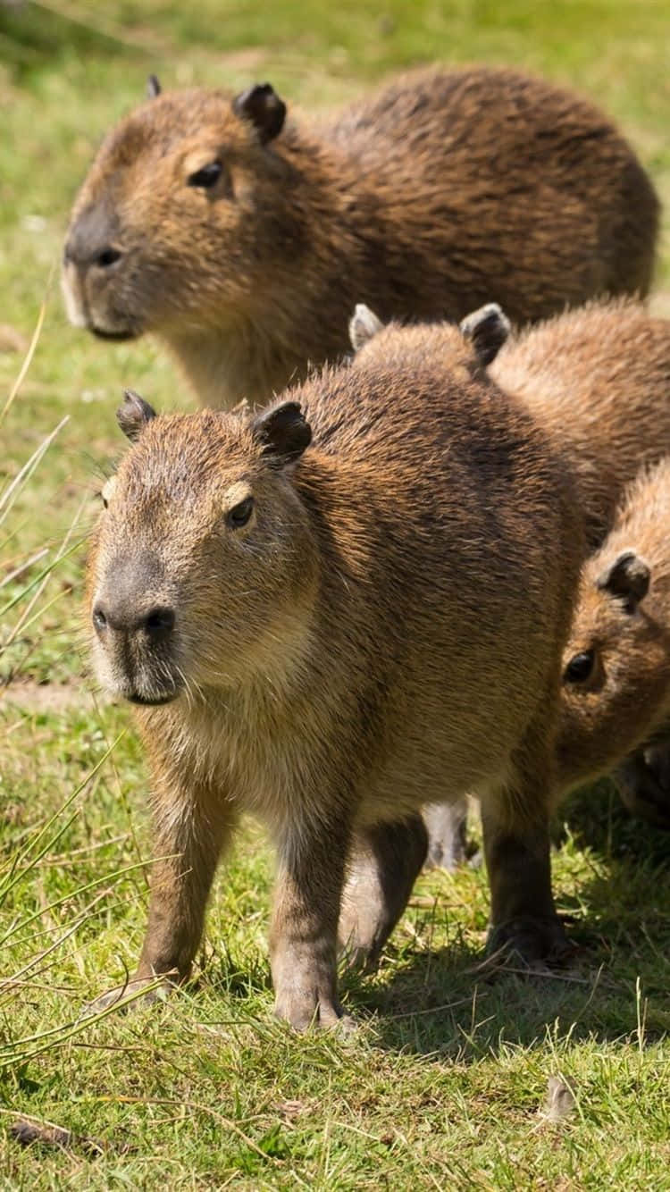 A family of capybaras in their natural grassroots habitat.