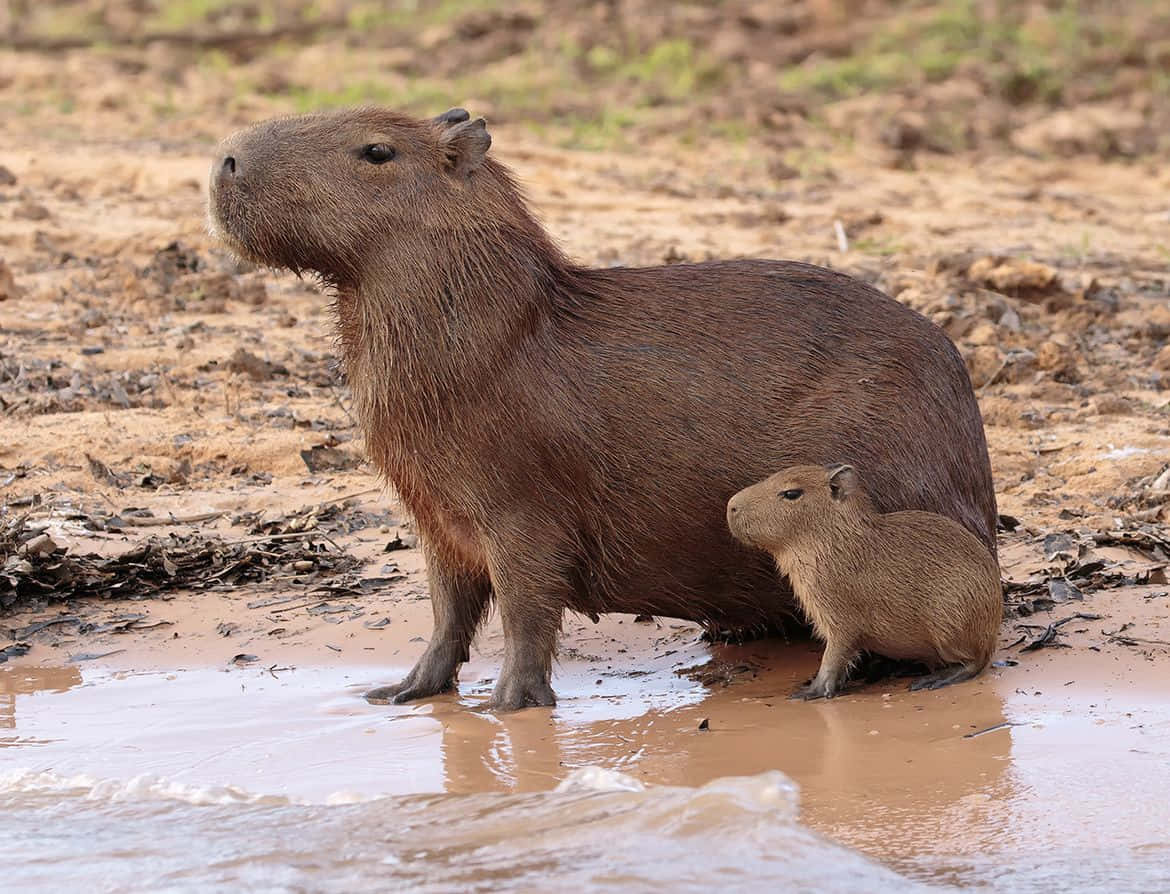 Dennasöta Capybara Har Det Jätteroligt I Den Vidsträckta Landskapet I Amazonas Regnskog.