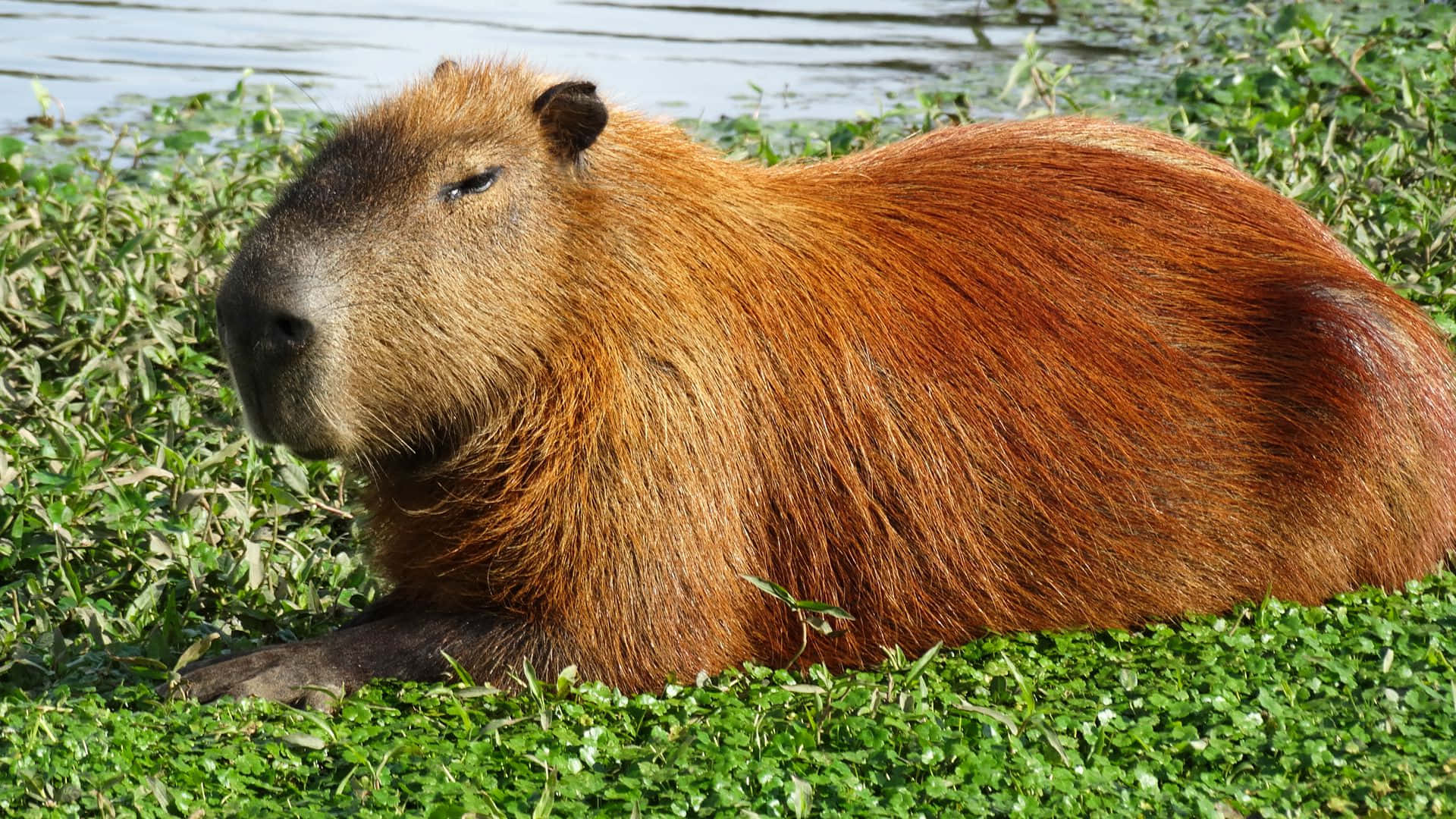 A herd of Capybaras taking a nap in the sun