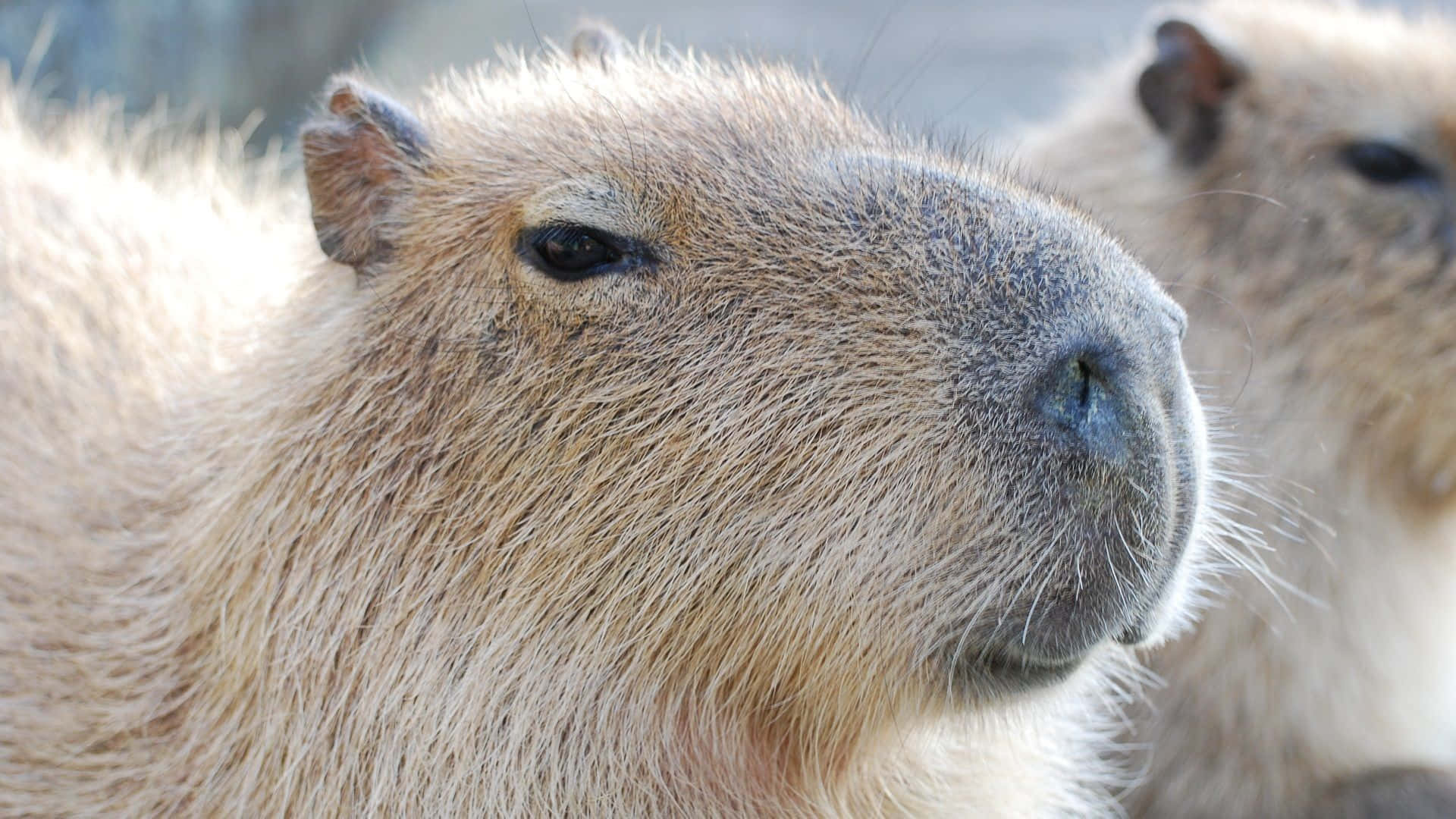 A close up of a capybara sitting on the grass