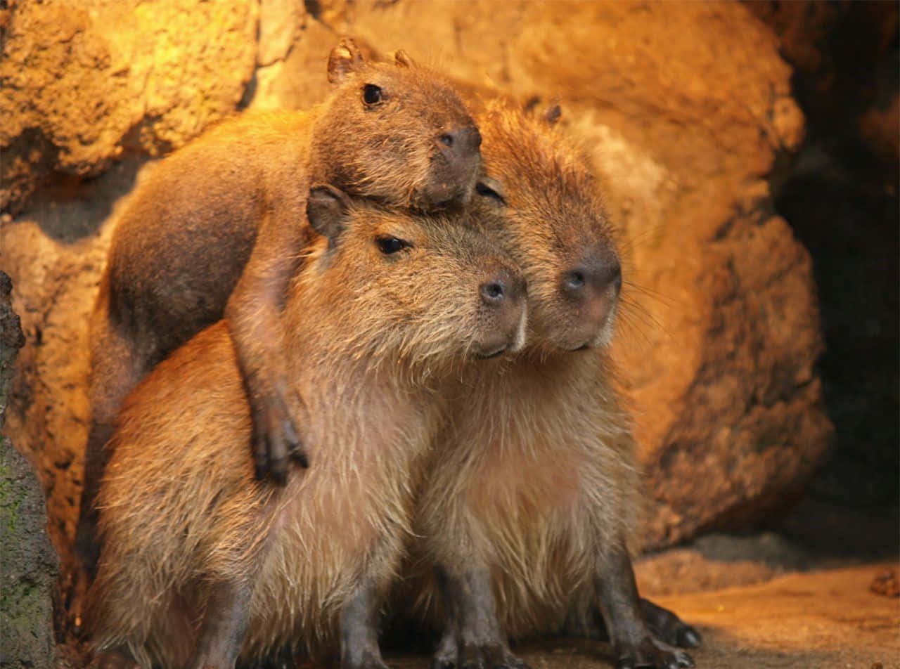Capybarorpå En Djurpark