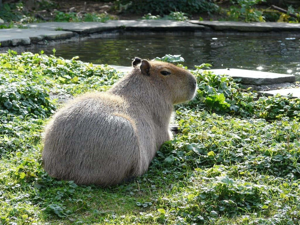 Affascinantecapibara - Il Roditore Vivente Più Grande Del Mondo Nel Suo Habitat Naturale