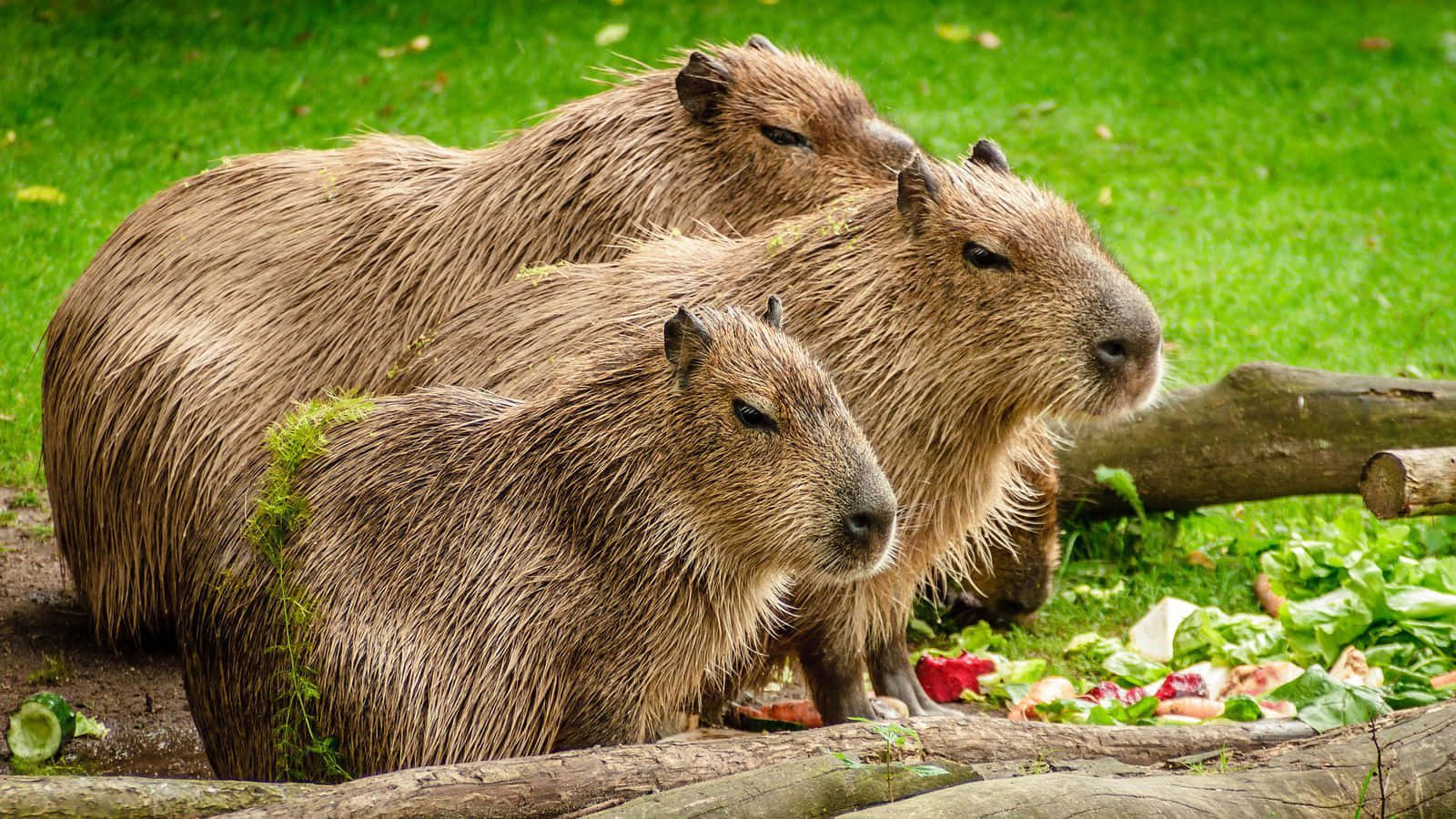 Capybaraeri Zoologisk Have