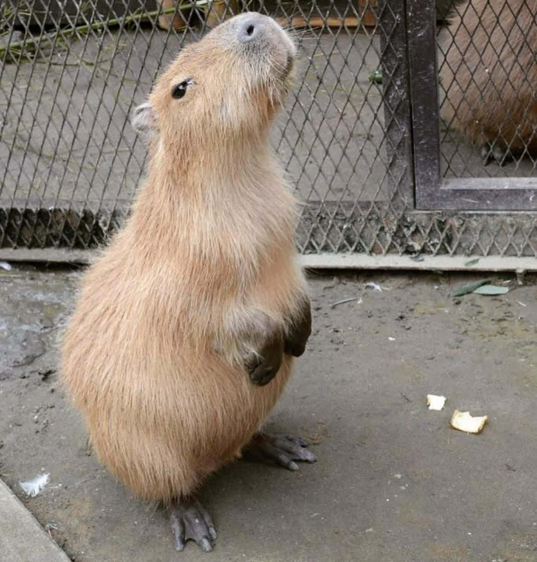 Ensød Capybara Slapper Af I Naturen Og Nyder En Solrig Dag.