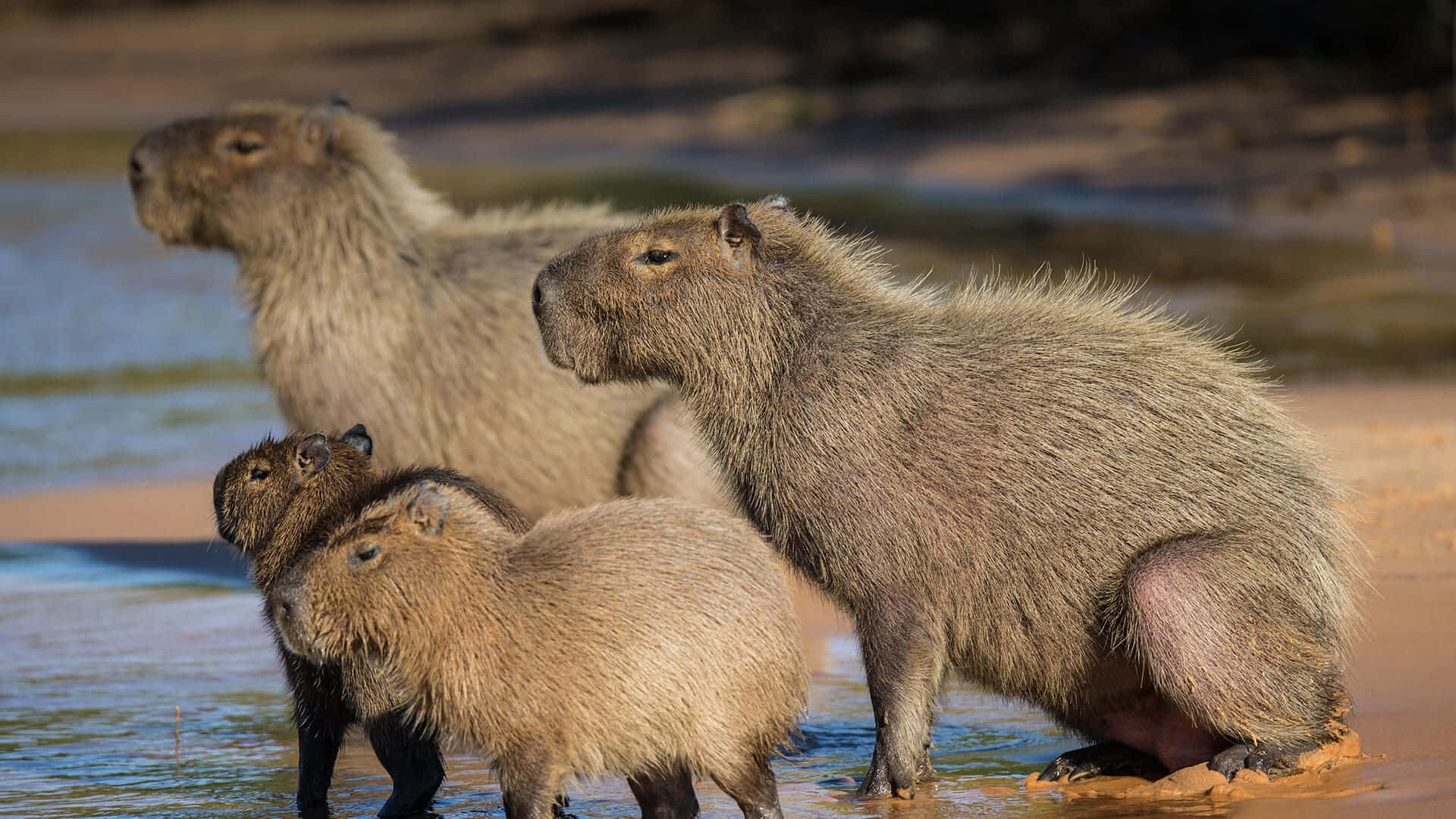 Capybarasin Brazil = Capybaras In Brasile