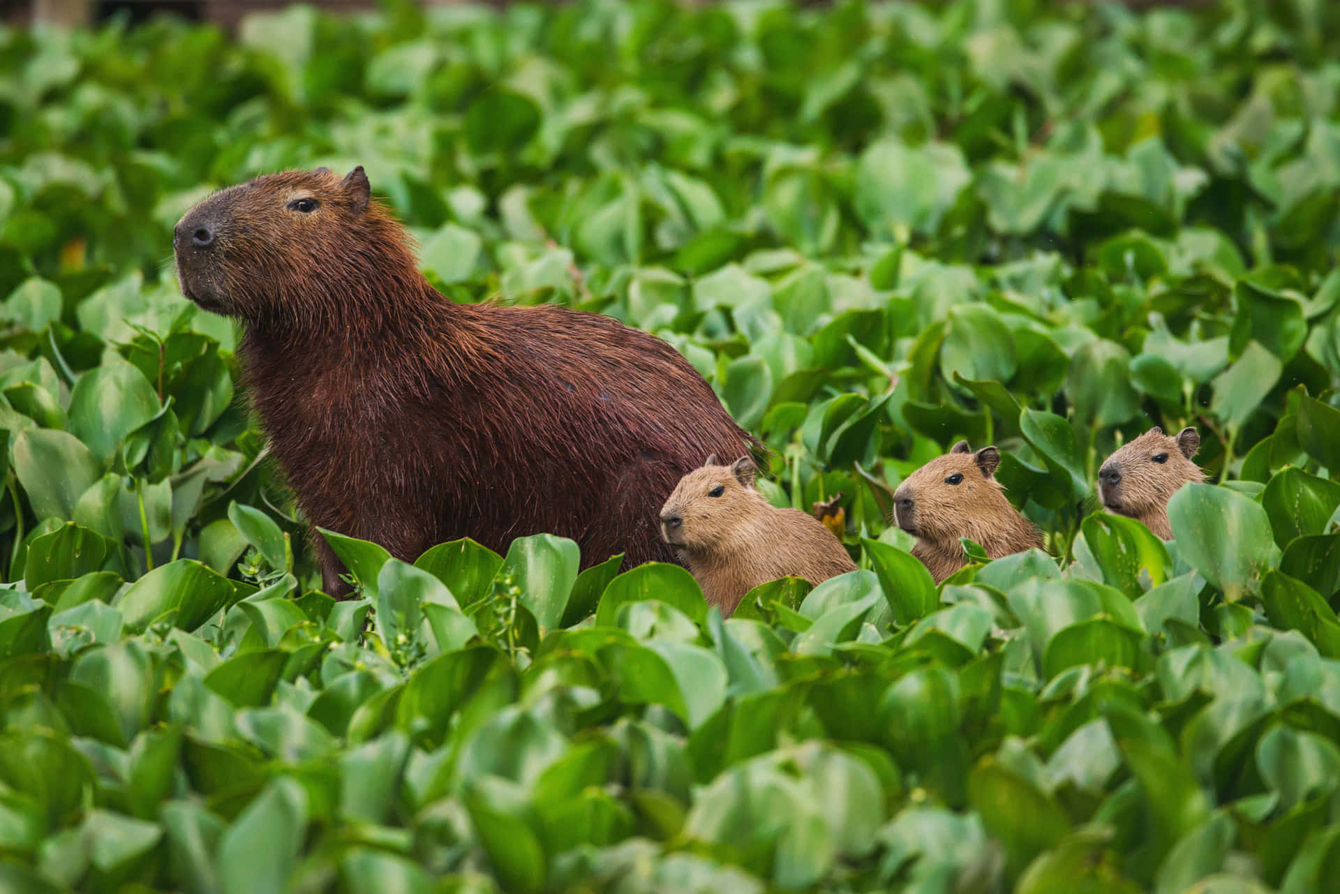 A cute Capybara sunbathing in a grassy meadow.